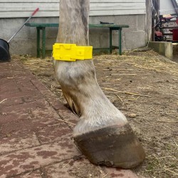 Opaska identyfikacyjna plastikowa - żółta