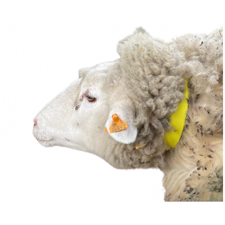 Sheep identification band plastic - yellow 56 cm