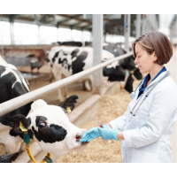 SPRZĘT WETERYNARYJNY