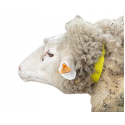 Sheep identification band plastic - yellow 56 cm