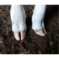 HOOVES AND HOOVE CARE
